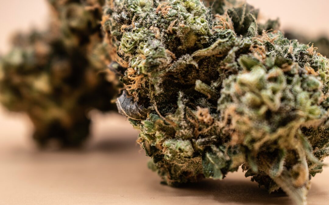 Marijuana Strains Guide: Sativa, Indica, and Hybrid Cannabis