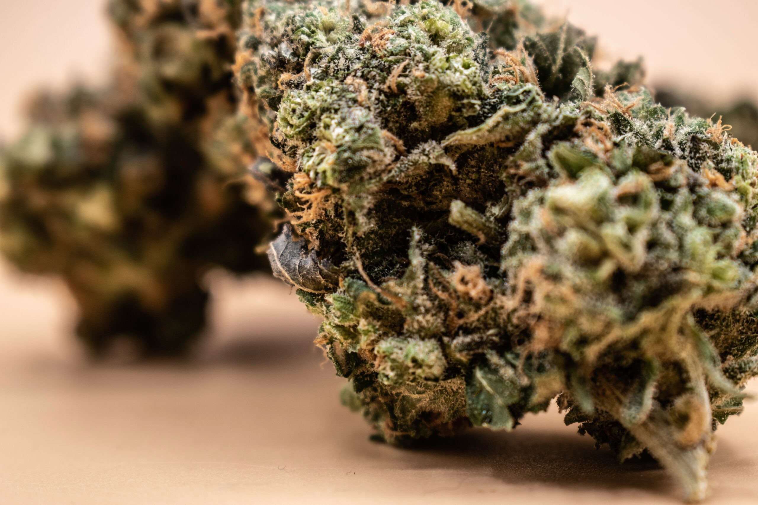 weed buds
